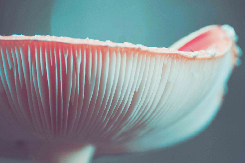 SPT_ASeminara_CNC-champignons-terre