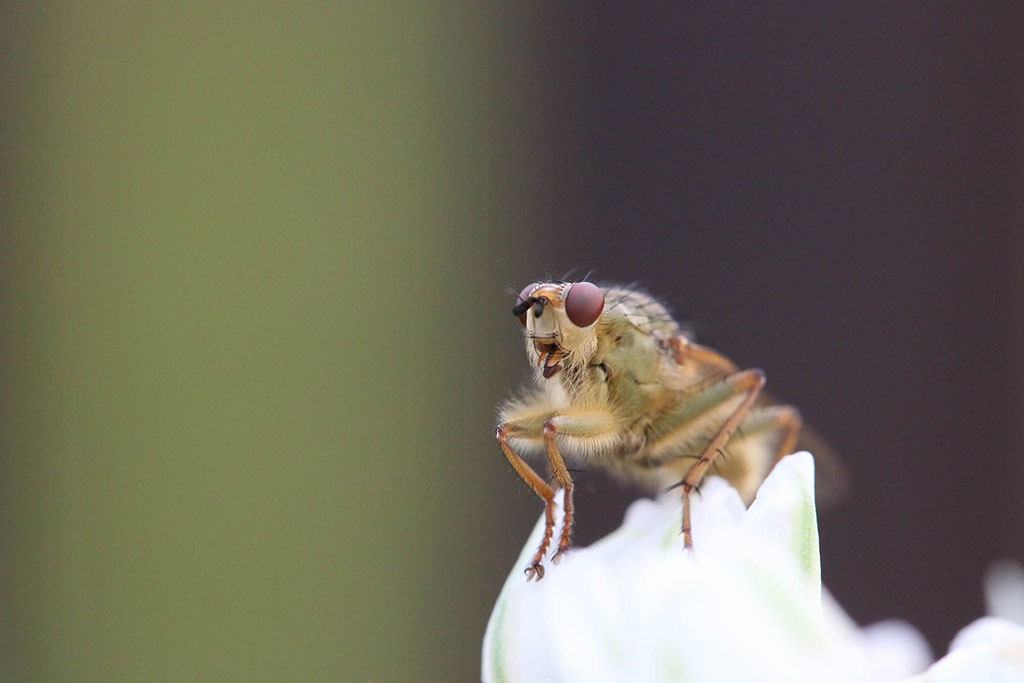mouche-etude-maladies-humaines